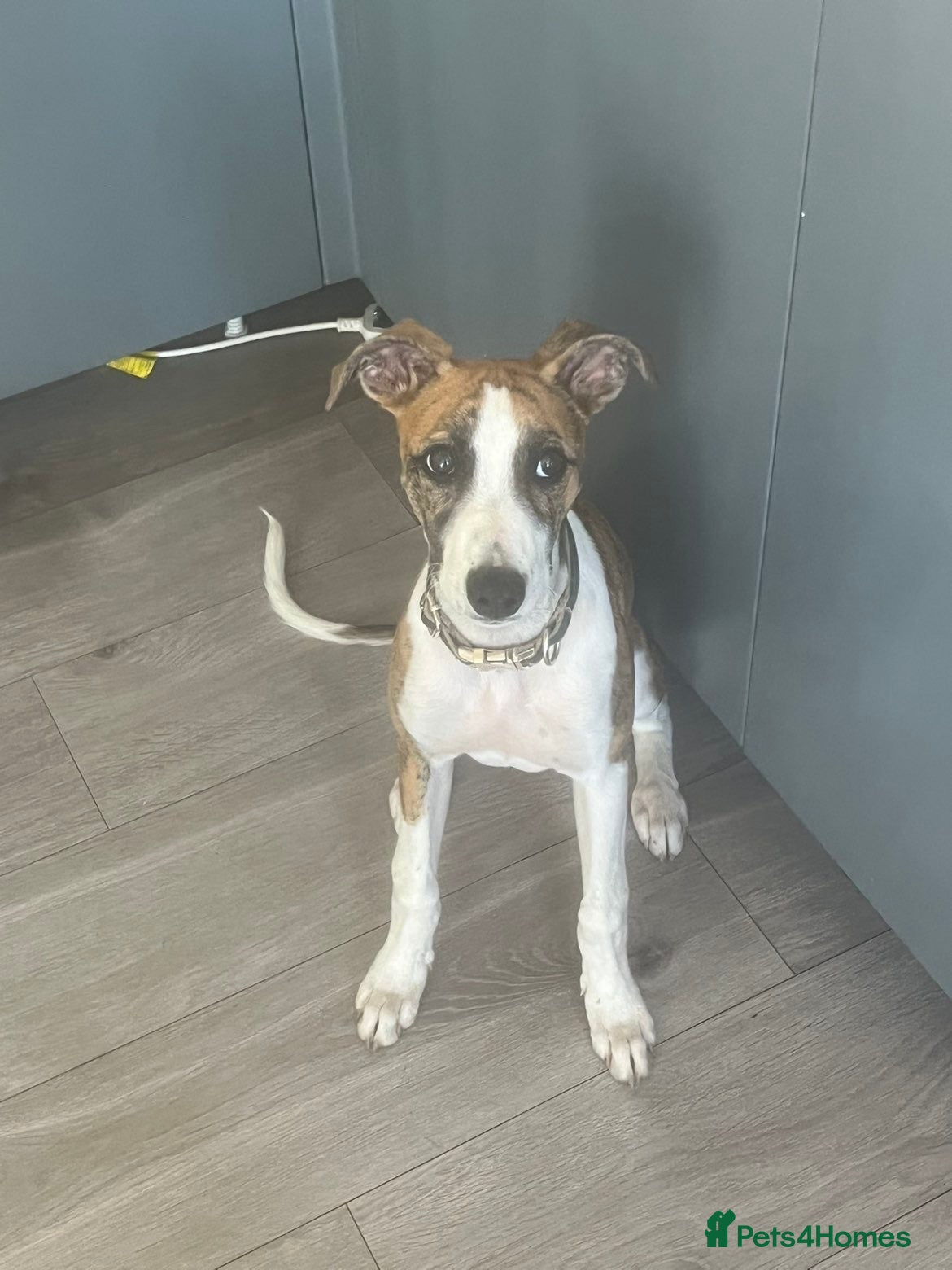 Mixed Breed dogs Collie bull greyhound  - Advert 13