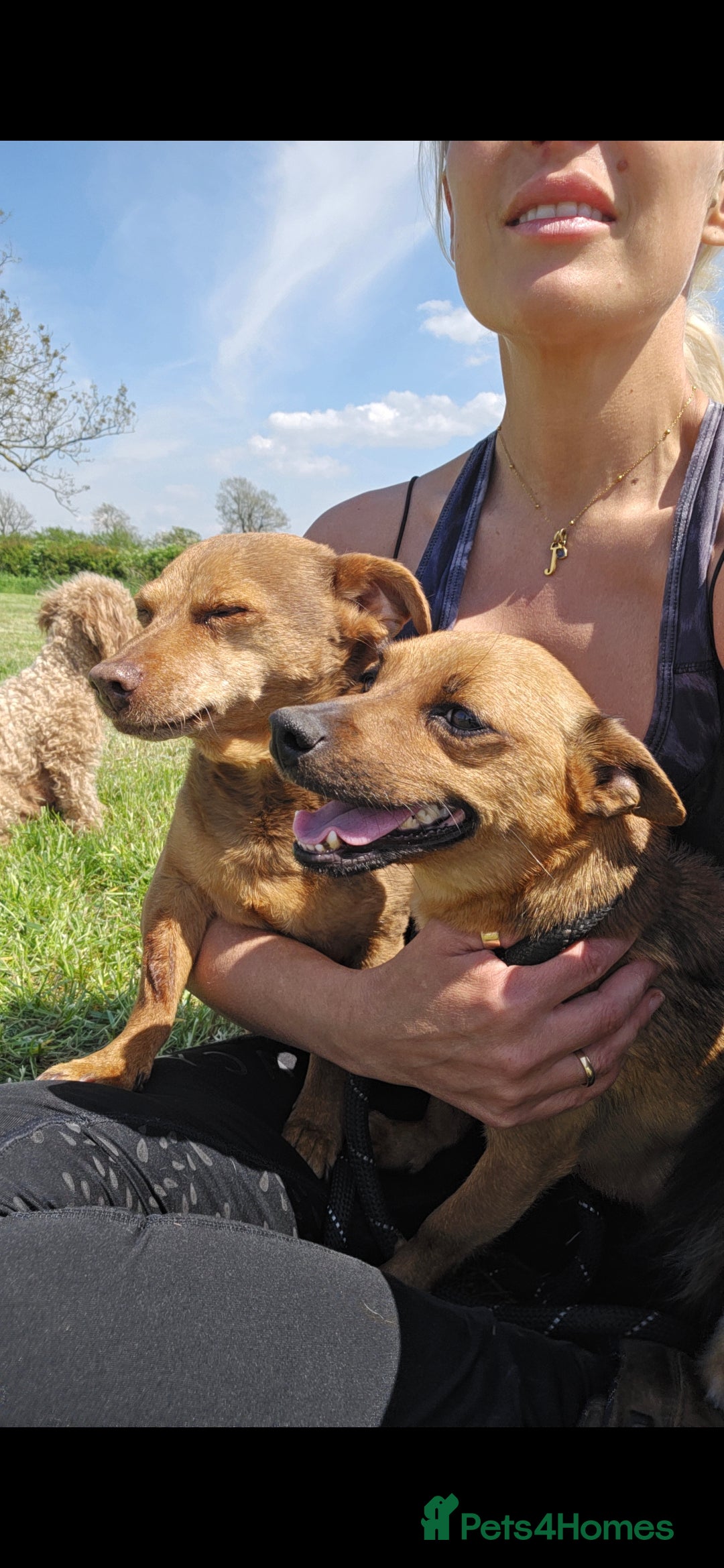 Jack Russell dogs for sale: Red JRT "Blanche" - Advert 9