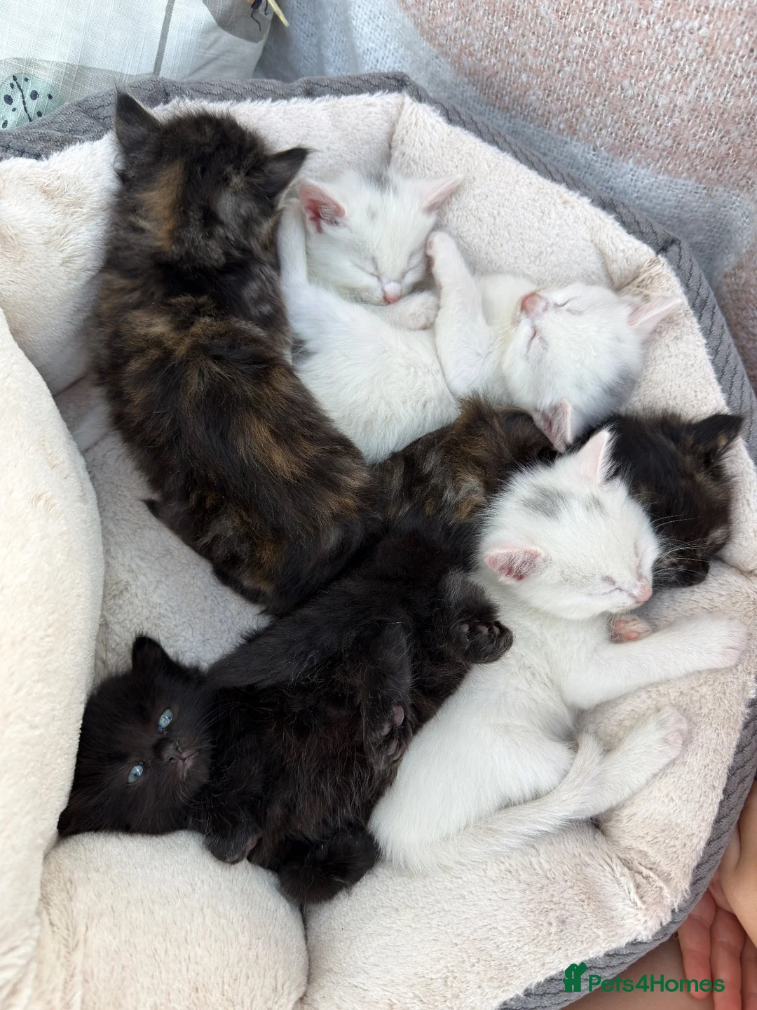 Mixed Breed cats for sale: Fluffy kittens looking for forever home - Advert 2