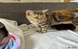 Mixed Breed cats for sale: Lovely mixed breed Kitrens for sale.  - Image 3