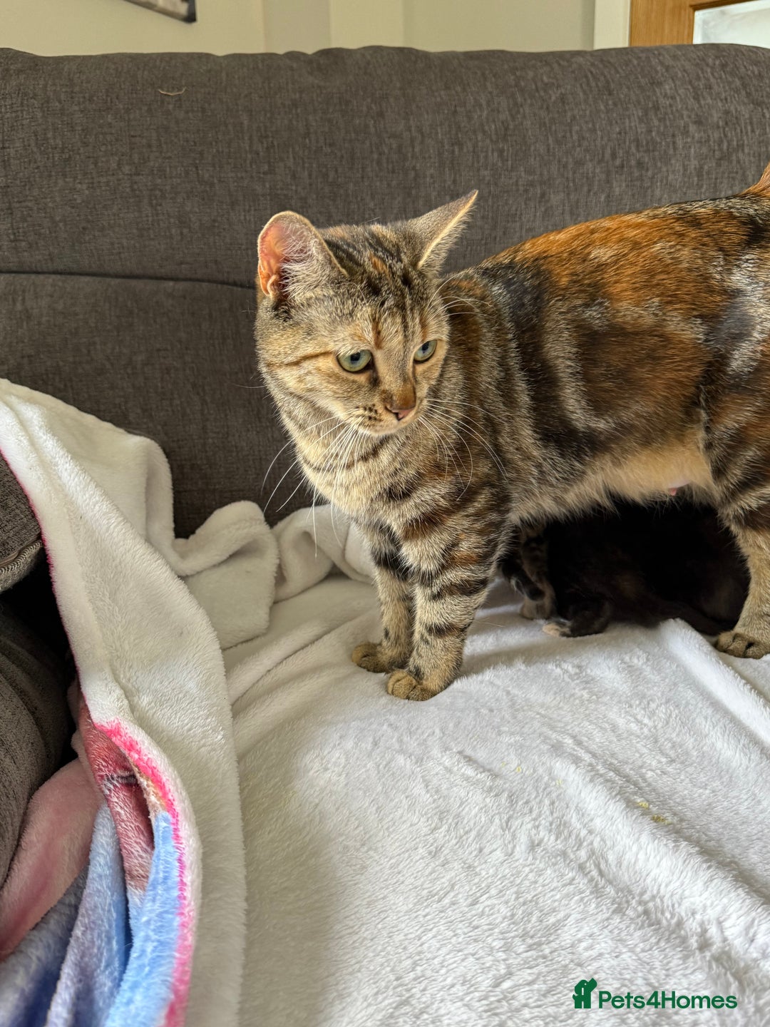 Mixed Breed cats for sale: Lovely mixed breed Kitrens for sale.  - Image 3