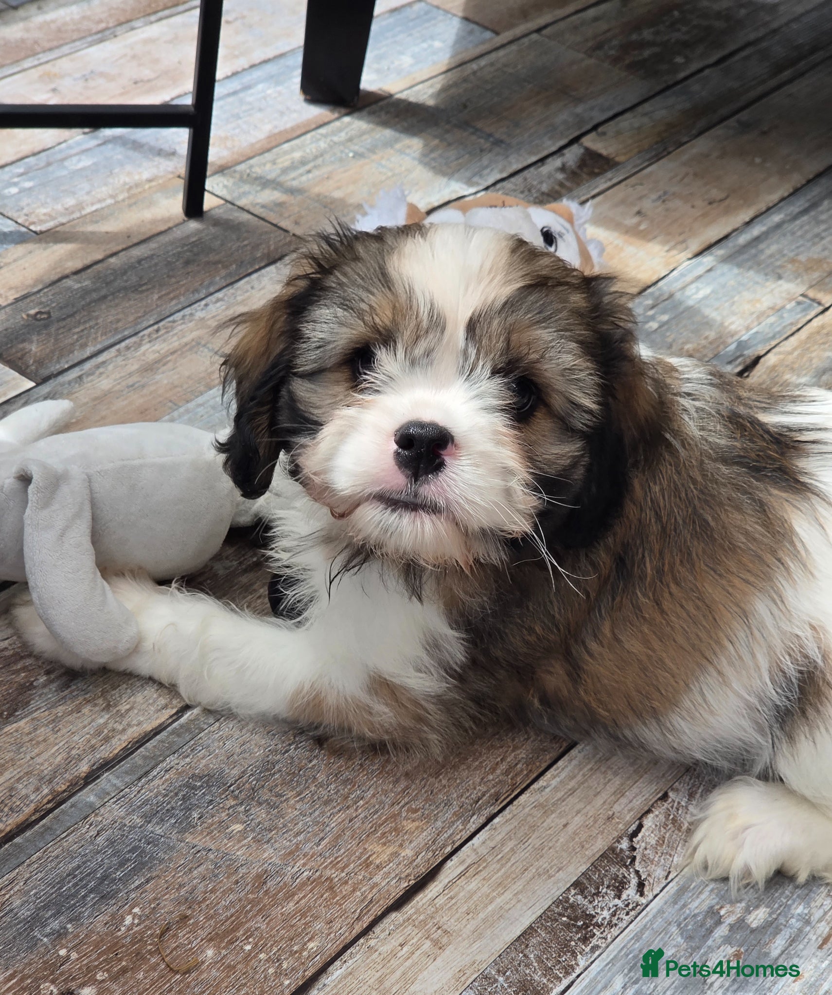 Cava Tzu dogs LAST BOY  READY NOW stunning puppies  - Advert 1