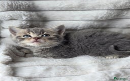 British Shorthair cats for sale: Gorgeous British Short-hair cross Kittens  - Image 7