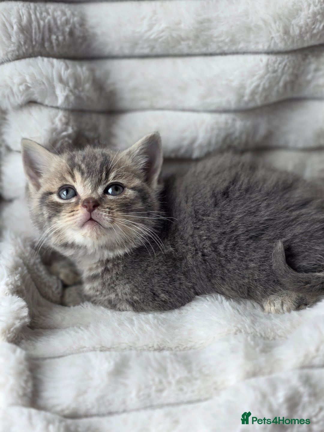 British Shorthair cats for sale: Gorgeous British Short-hair cross Kittens  - Image 7