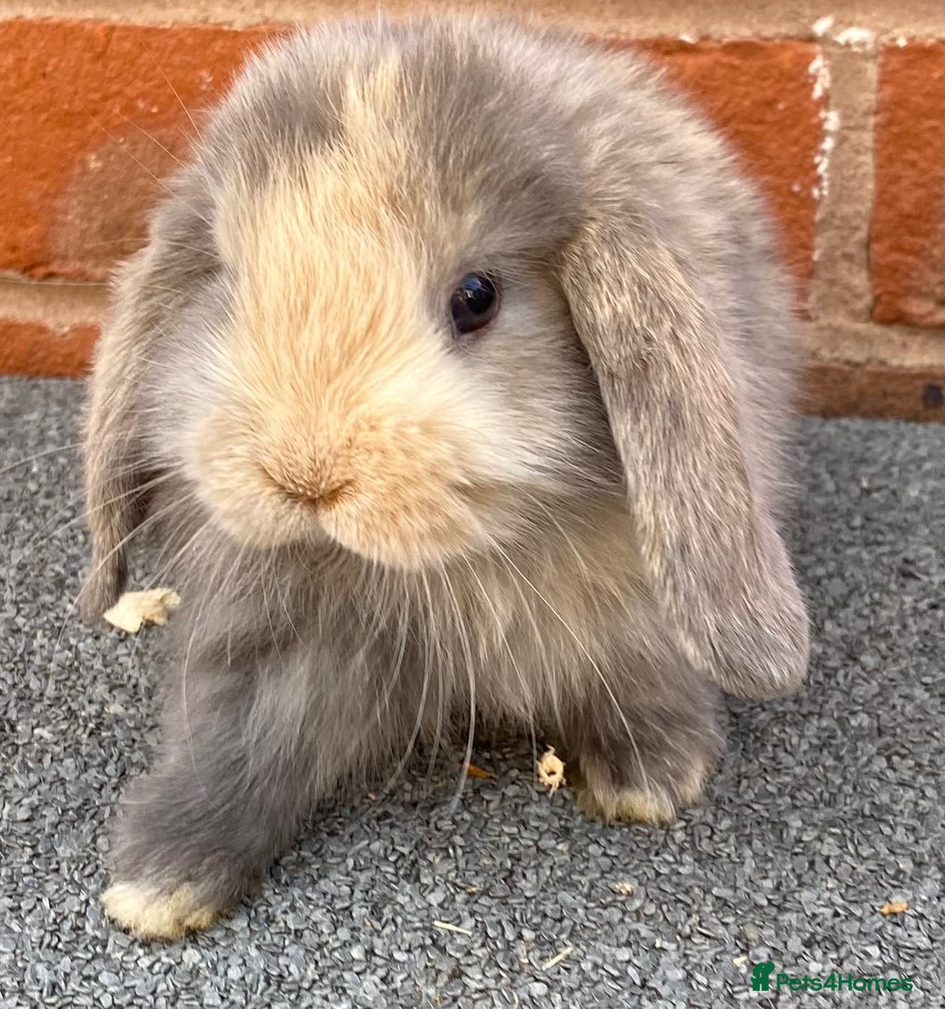 Mini Lop rabbits STUNNING PURE BREED MINI LOPS AMAZING COLOURS - Advert 5