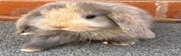 Mini Lop rabbits for sale: STUNNING PURE BREED MINI LOPS AMAZING COLOURS - Advert 1