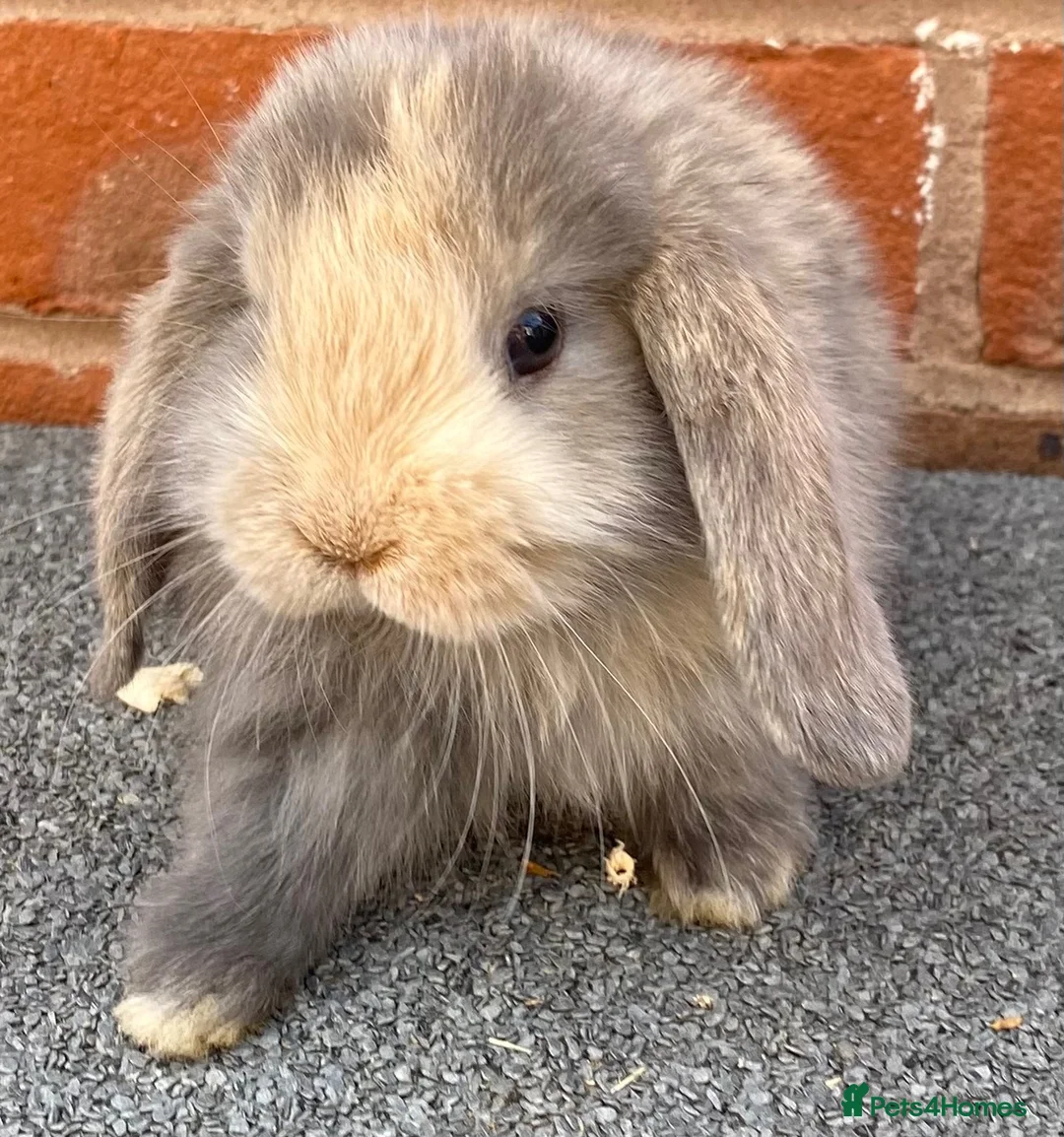 Mini Lop rabbits for sale: STUNNING PURE BREED MINI LOPS AMAZING COLOURS - Advert 1