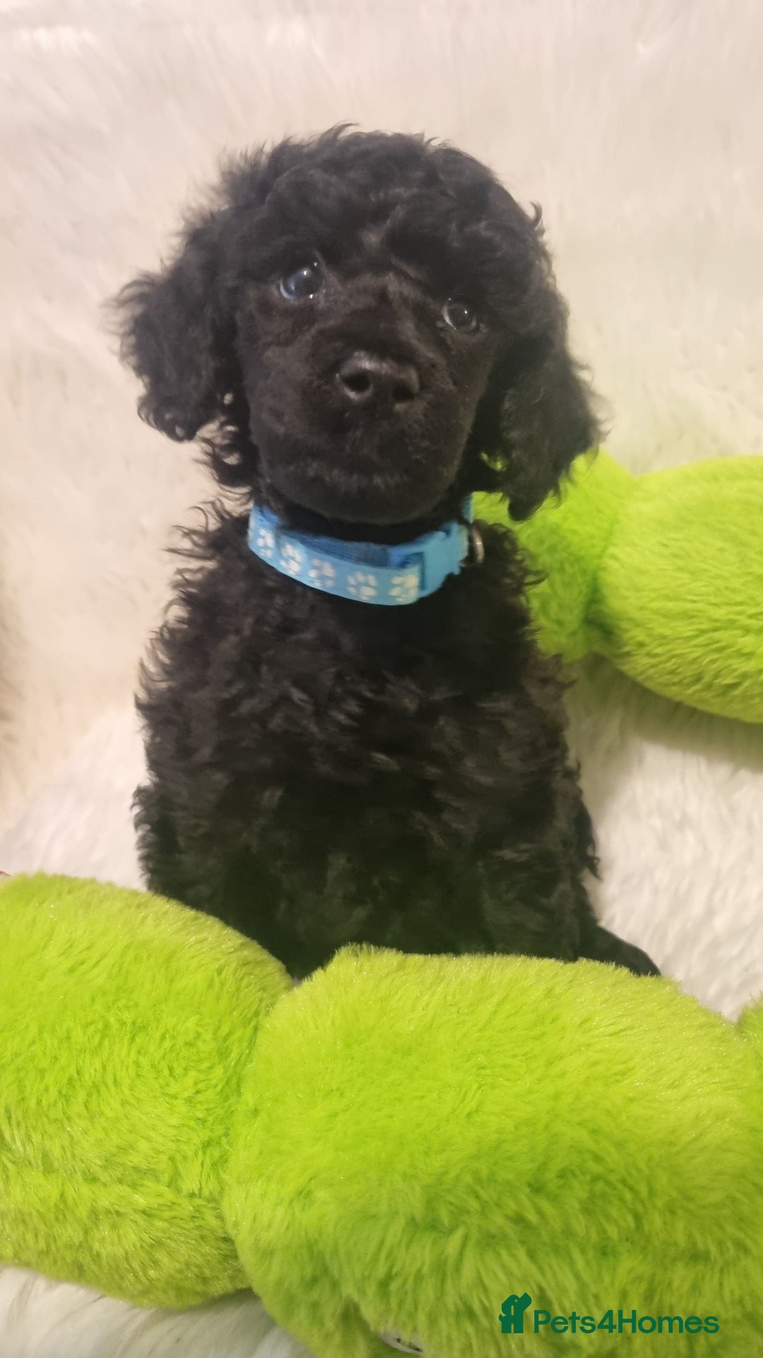 Standard Poodle dogs for sale: Exceptional Health Tested Puppies Due - Advert 4
