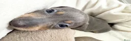 Miniature Dachshund dogs for sale: Miniature dachshund puppies - Advert 14