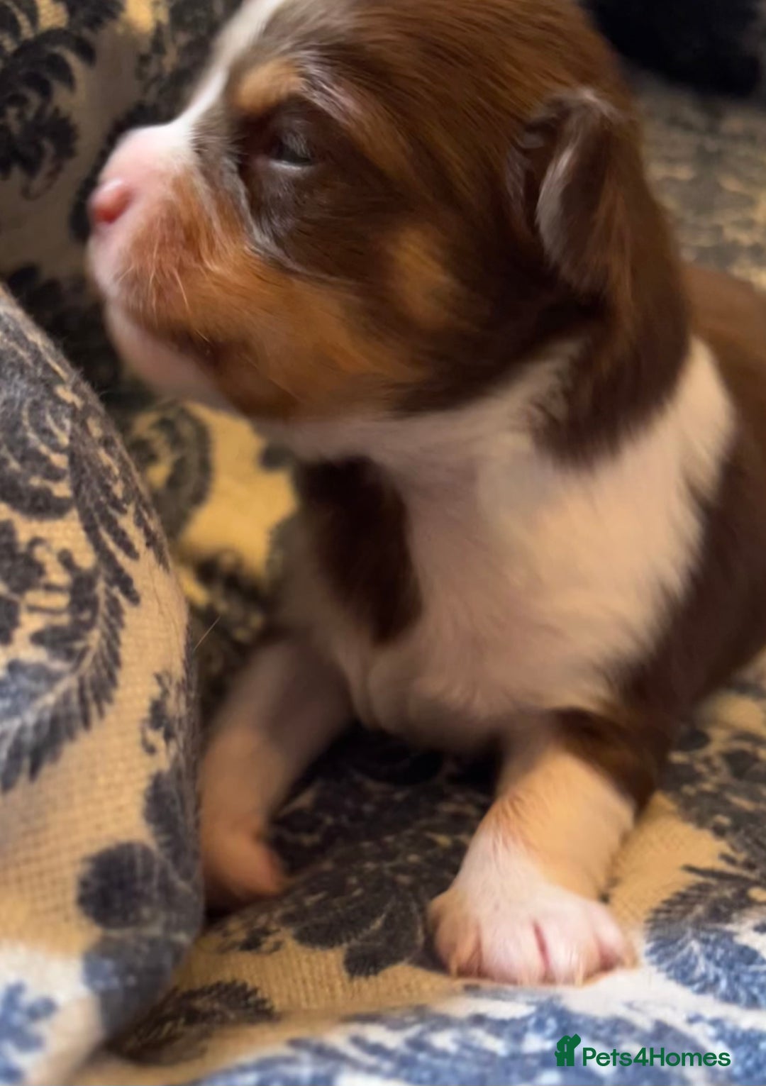 Chihuahua dogs for sale: chihuahua boy puppies  - Advert 11