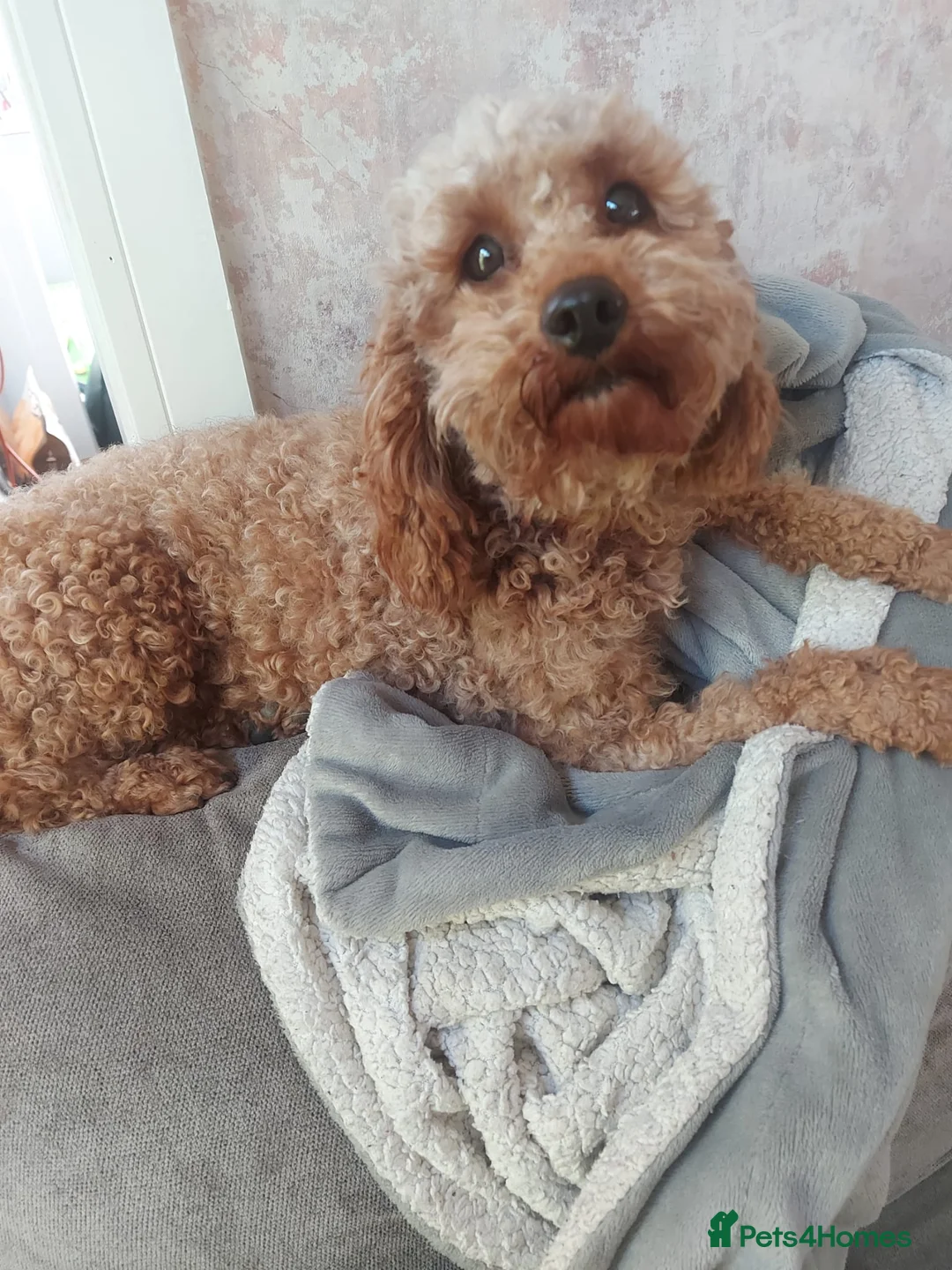Cavapoo dogs for sale: 2 y/o Cavpoo - Advert 2