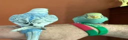 Budgerigars birds for sale: Two Budgies for Sale 🦜 in Nottingham - Advert 9