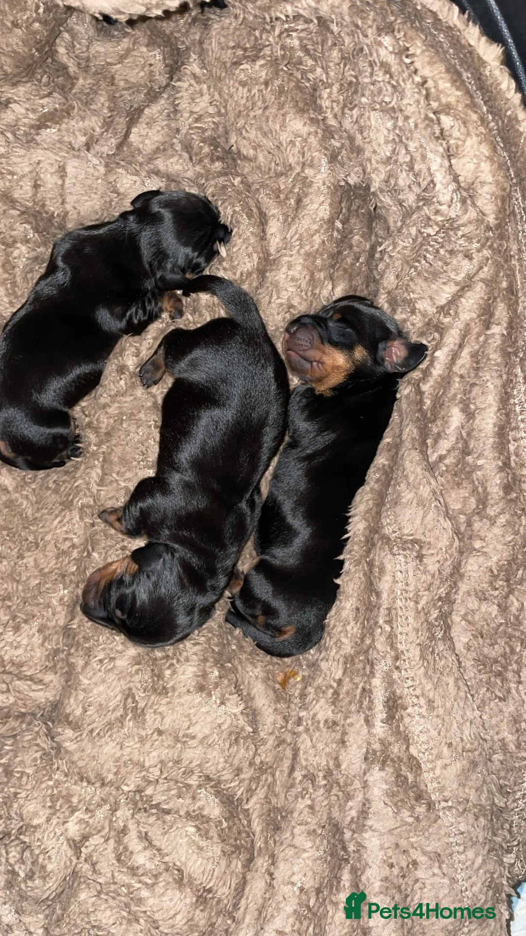 Miniature Dachshund dogs for sale: Miniature Dachshunds - Advert 6