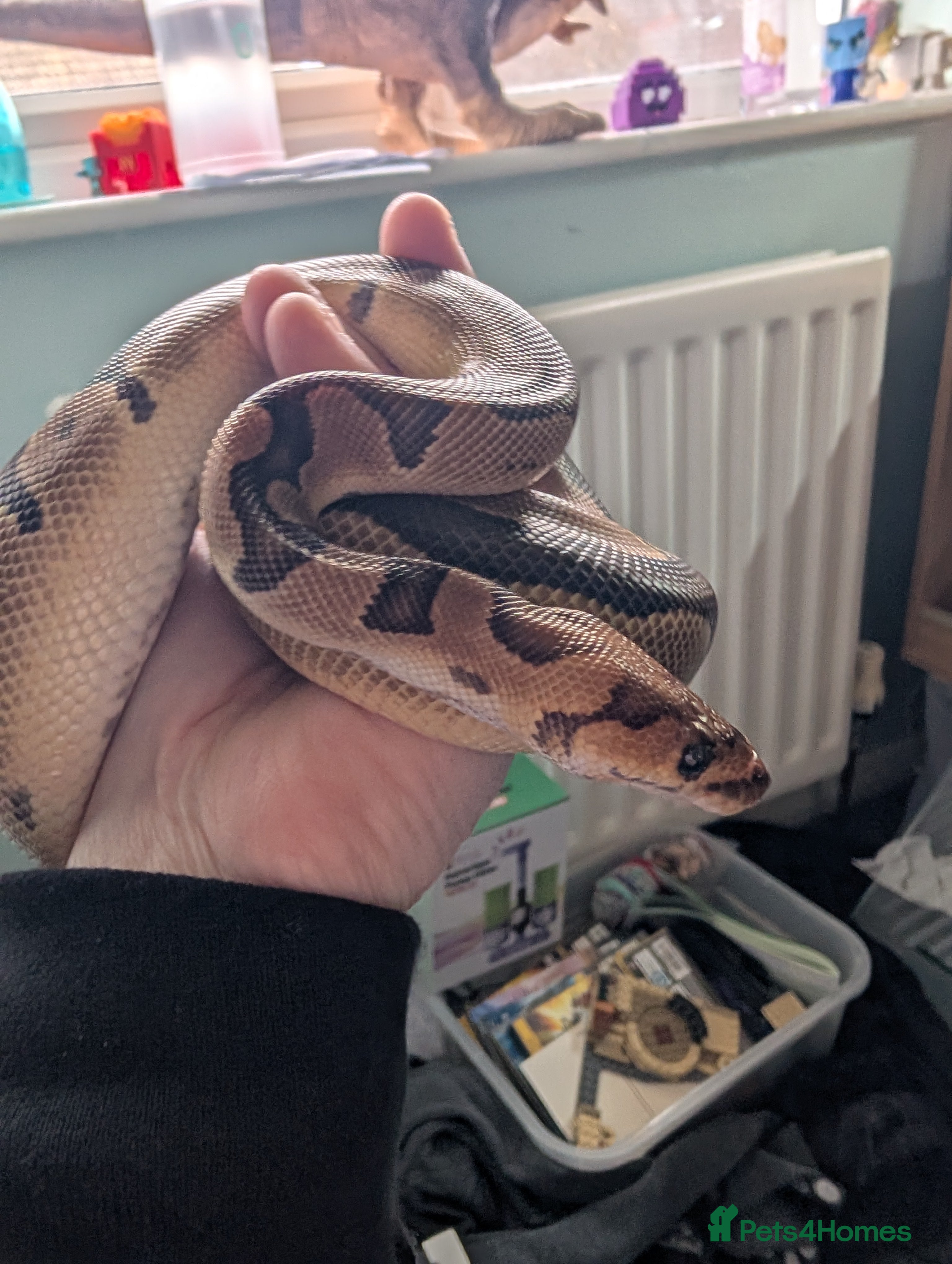 Python Snake reptiles Clown Royal Python male - Advert 1