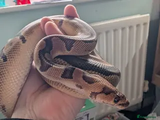 Python Snake reptiles Clown Royal Python male - Advert 14