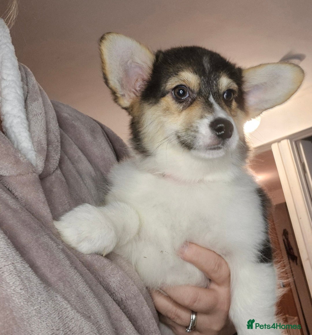 Welsh Corgi Pembroke dogs for sale: Kc reg 2 girls remaining bob & longtail - Advert 4