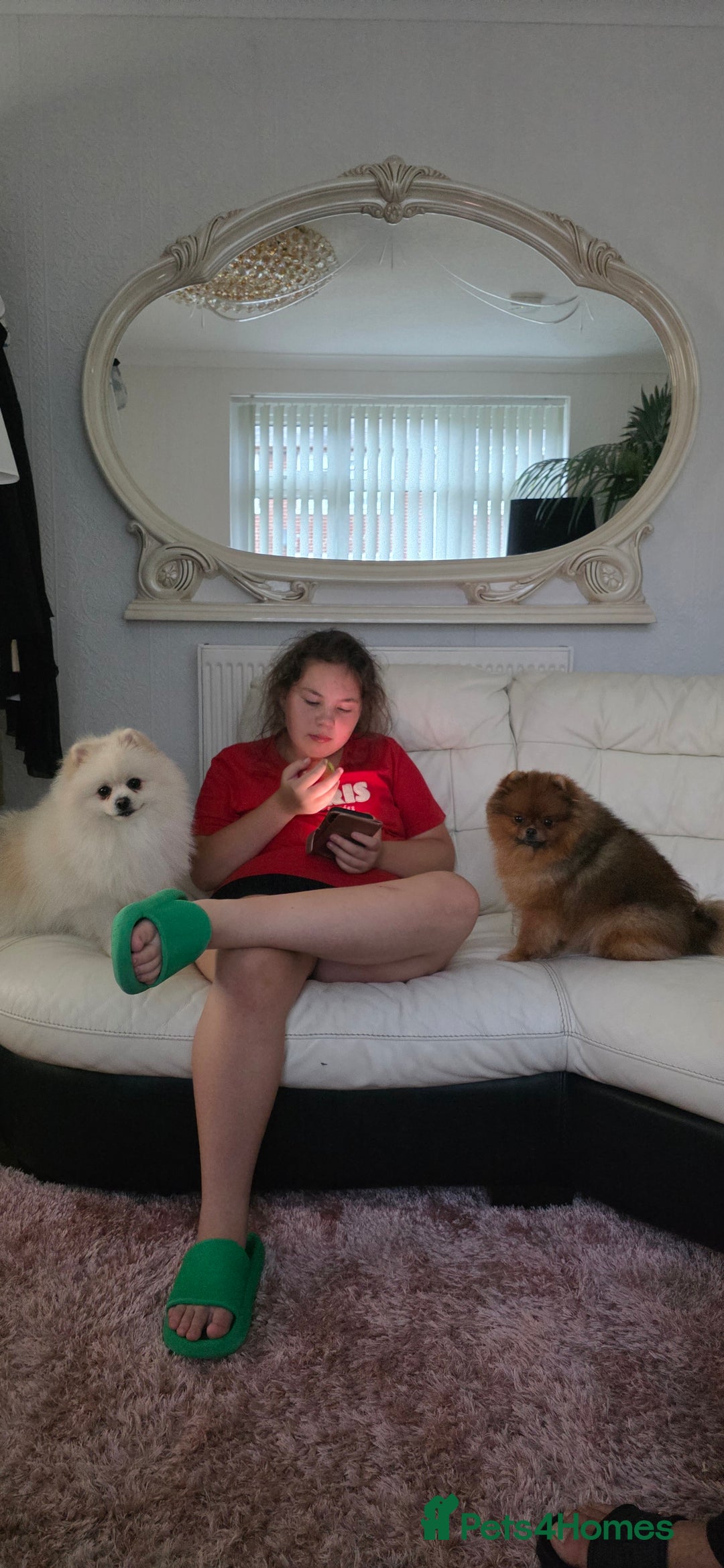 Pomeranian dogs for stud: Dog stud - Advert 2