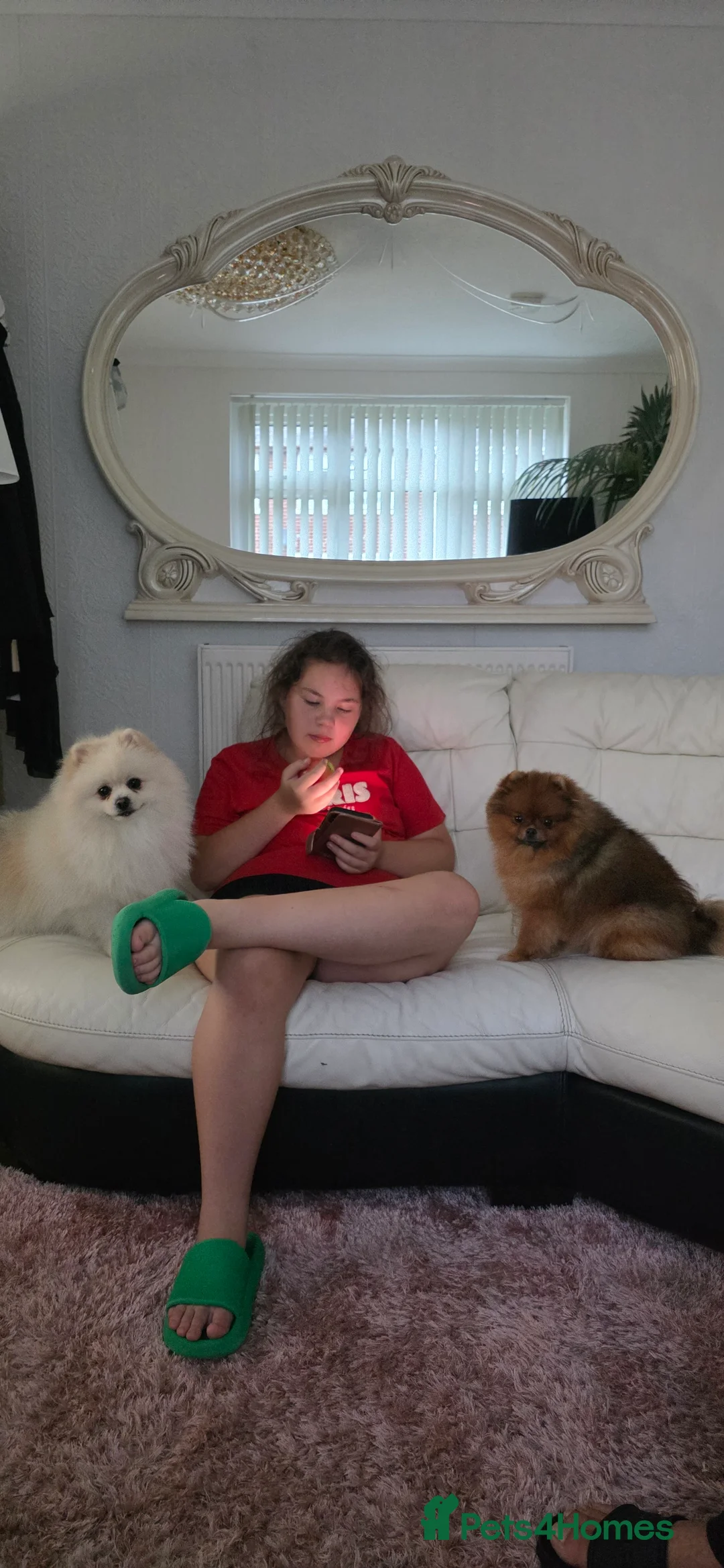 Pomeranian dogs for stud: Dog stud - Advert 2