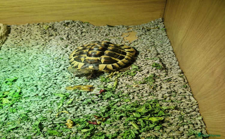 Hermann Tortoise reptiles - Advert 1