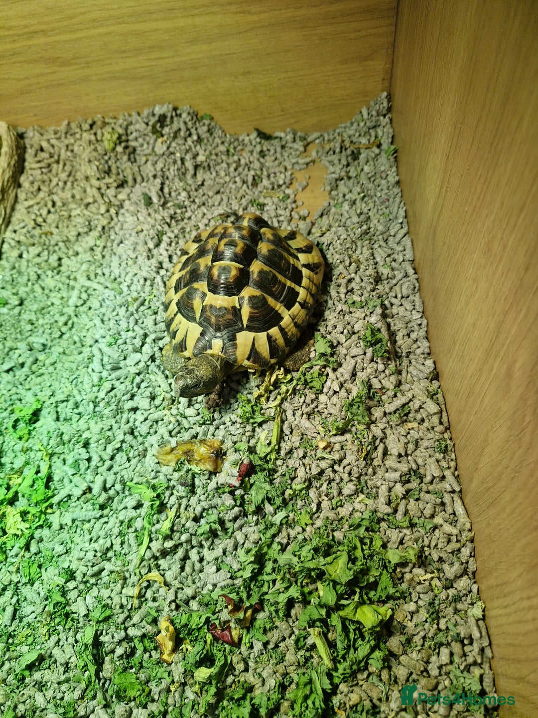 Hermann Tortoise reptiles for sale: Herman tortoise for sale 5 years old  - Image 1