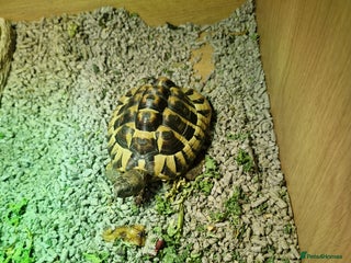 Hermann Tortoise reptiles - Advert 2