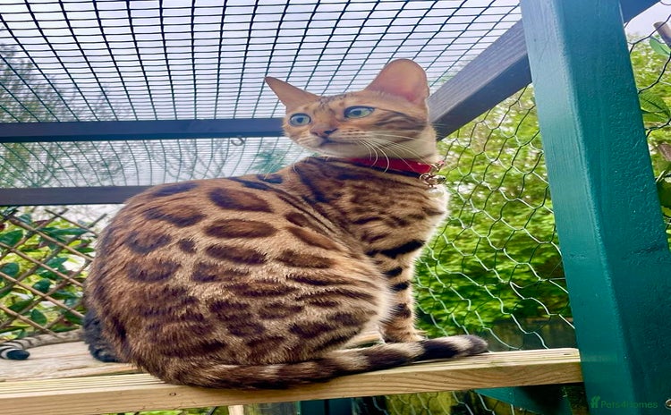 Bengal cats - Advert 2