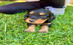 Cocker Spaniel dogs for sale: KC Registered Working Cocker Spaniel Puppies  in Shepton Mallet - Image 15