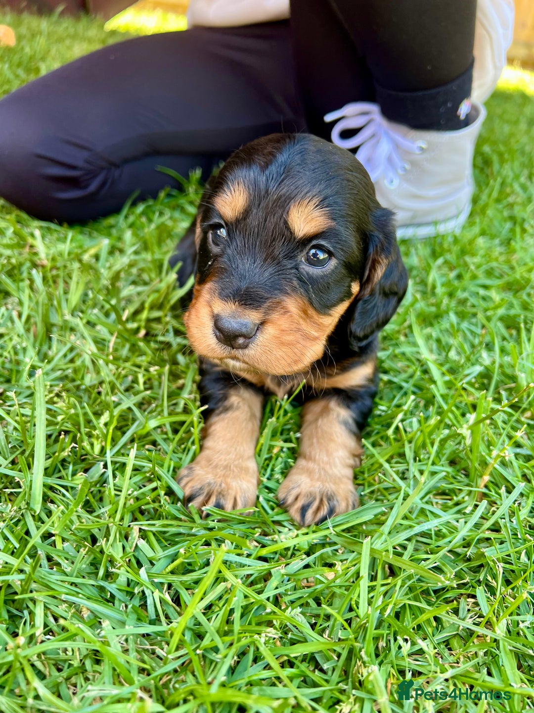 Cocker Spaniel dogs for sale: KC Registered Working Cocker Spaniel Puppies  in Shepton Mallet - Image 15