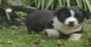 Welsh Corgi Cardigan dogs - Advert 8