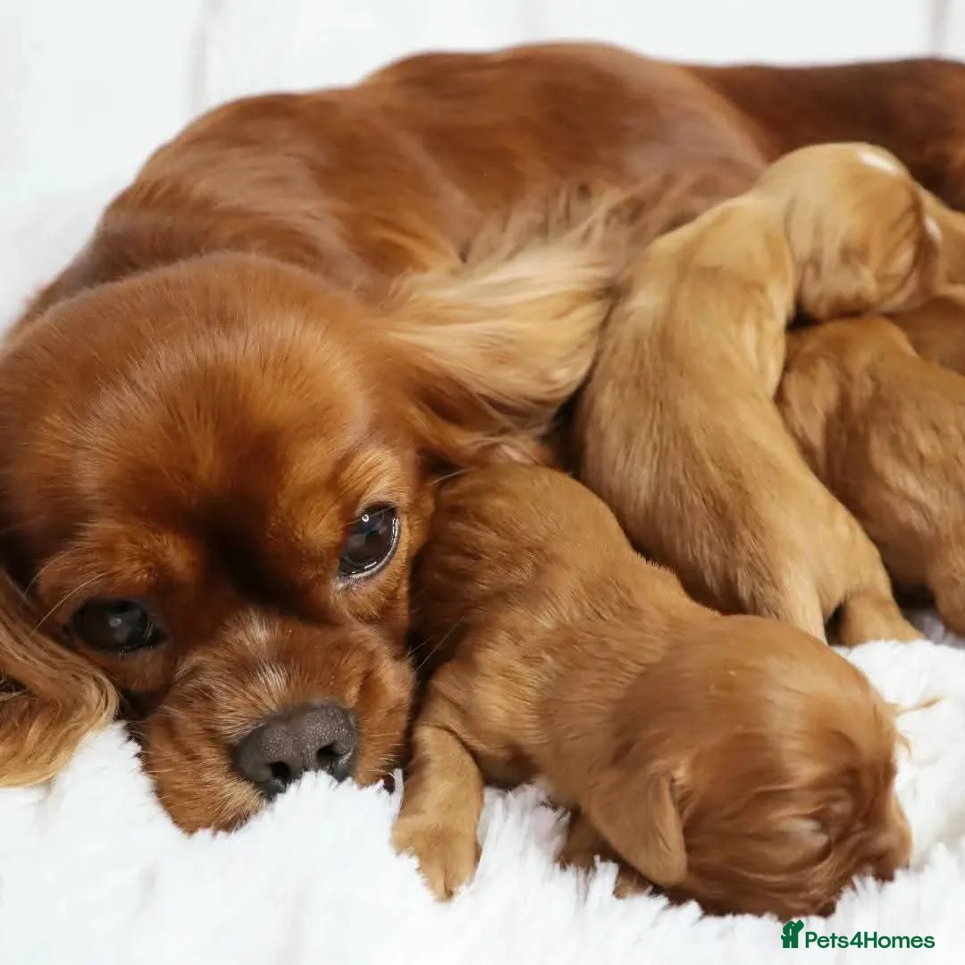 Cavapoo dogs for sale: STUNNING RED CAVAPOO PUPPIES AVAILABLE  in Ashton-under-Lyne - Advert 5