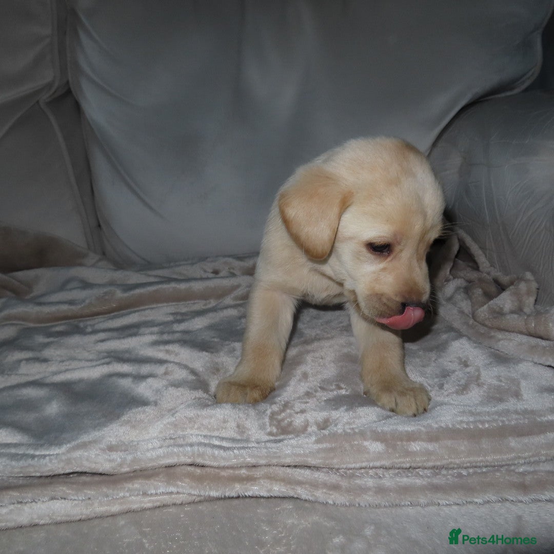 Labrador Retriever dogs for sale: Beautiful Labradors for sale  - Advert 7