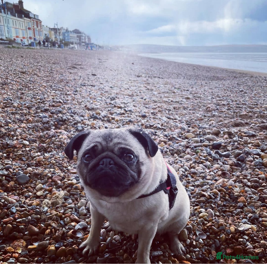 Pug dogs for sale: Pug Shirley  - Advert 2