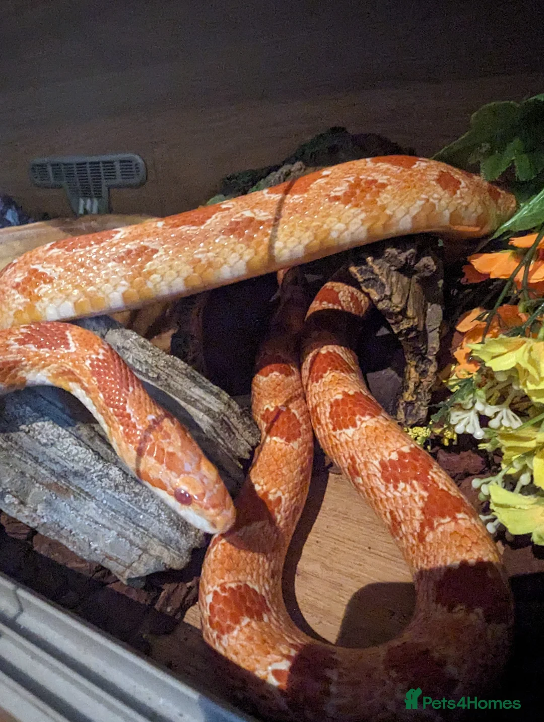 Corn Snake reptiles for sale: 2 corn snakes, proven breeders. Male and female in Coventry - Advert 6