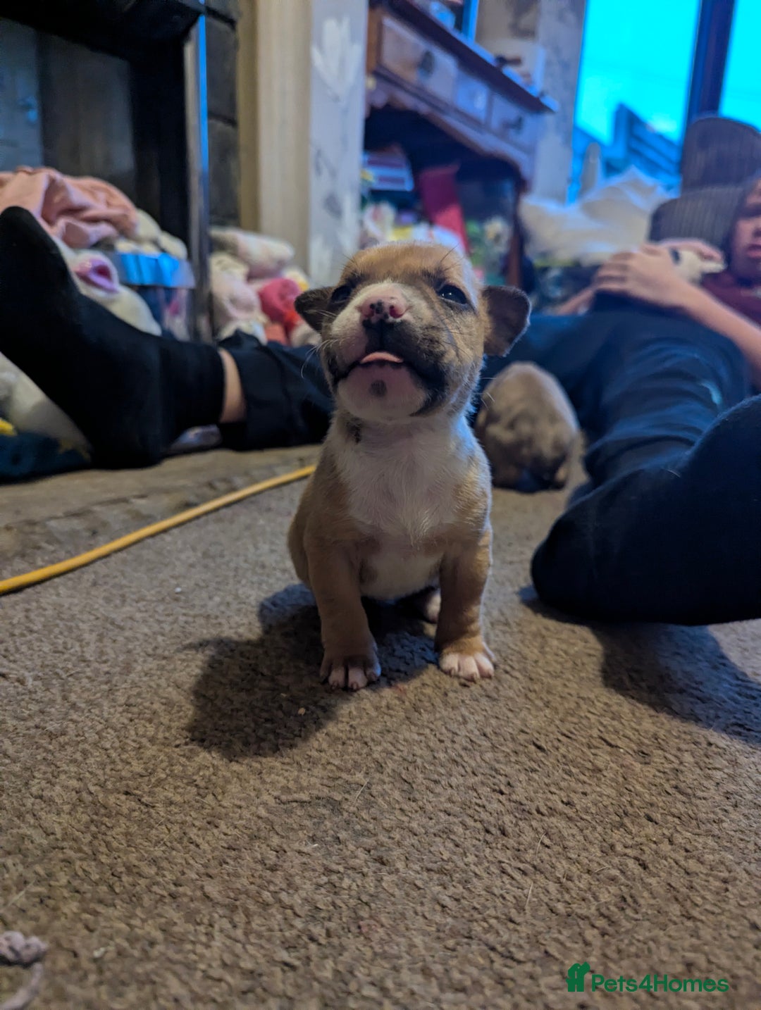 English Bull Terrier dogs for sale: 7 gorgeous EBT x puppies - Advert 14