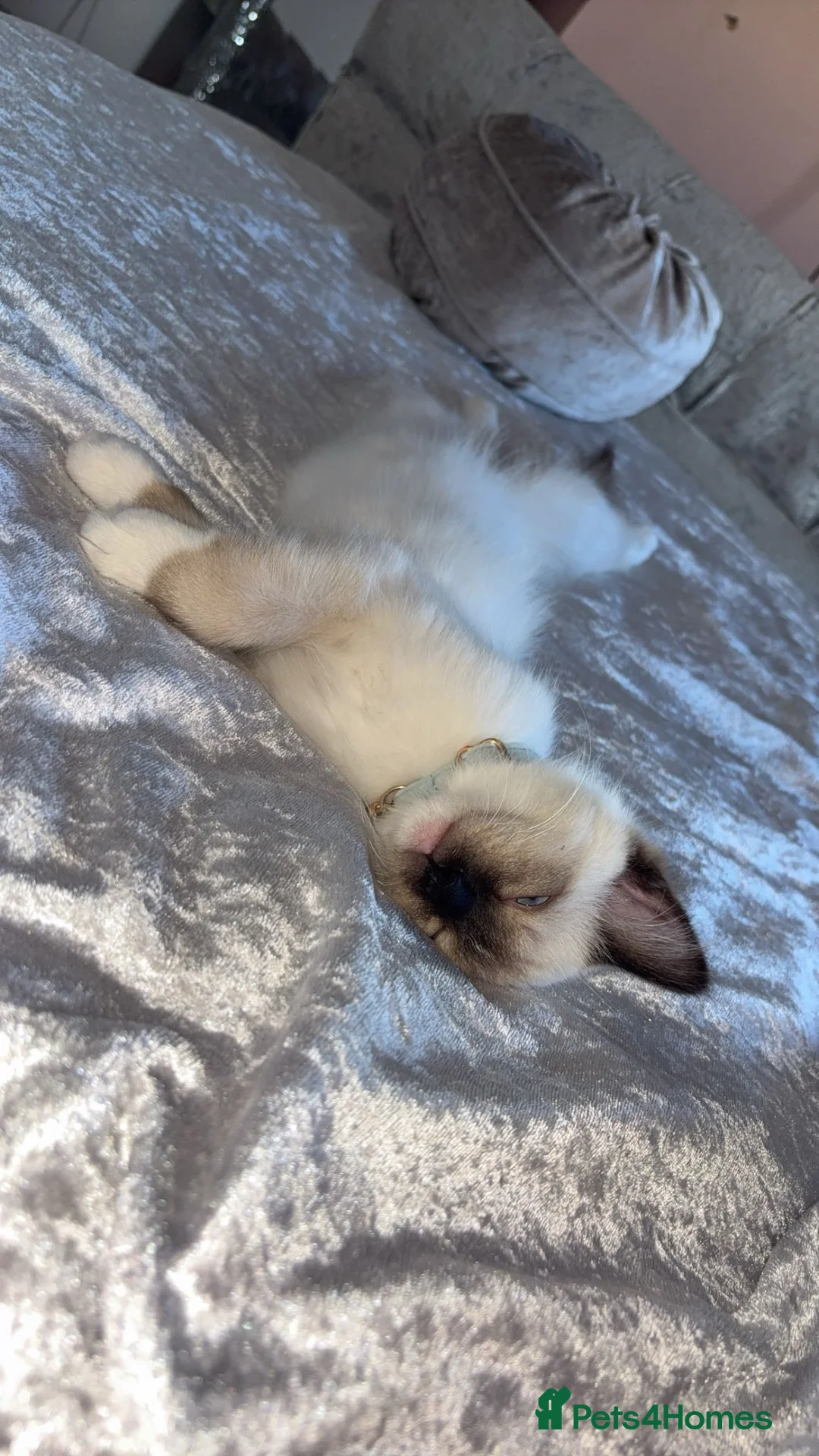 Ragdoll cats for sale: 👑Simba👑 beautiful ragdoll boy for sale💙!!!! - Advert 2