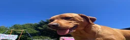 Labrador Retriever dogs for sale: 5 Year Old Girl Fox Red Lab in Cranbrook - Advert 10