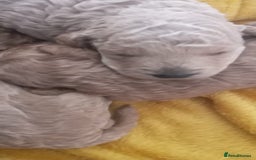 Miniature Poodle dogs for sale: 3 Gorgeous girls - Image 6
