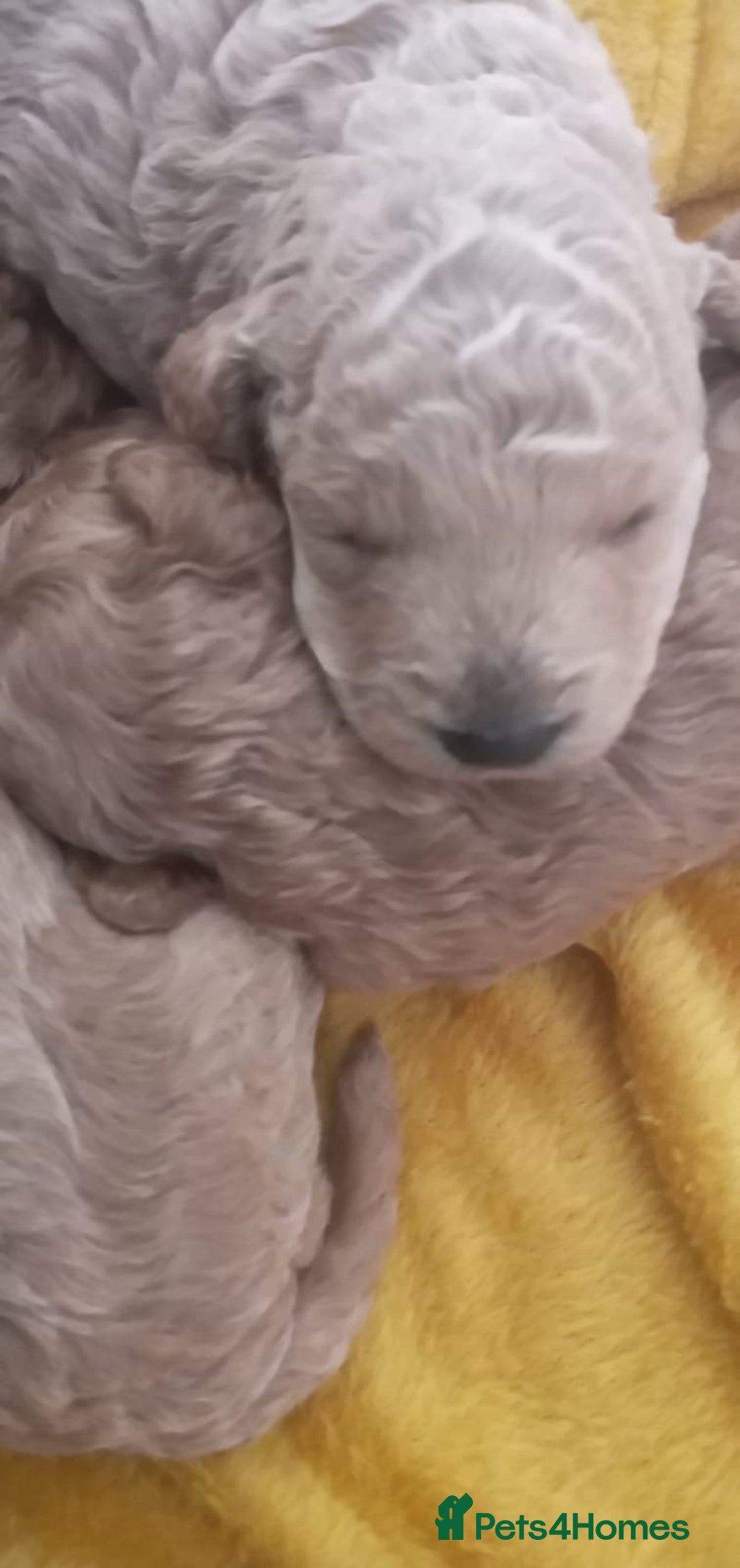 Miniature Poodle dogs for sale: 3 Gorgeous girls - Image 6
