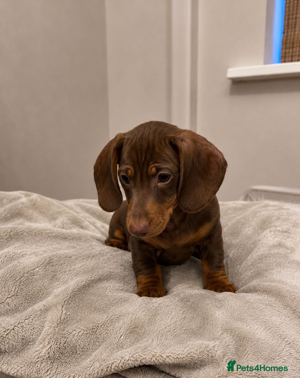 Miniature Dachshund dogs LAST 2 BOYS Smooth haired mini dachunds - Advert 2