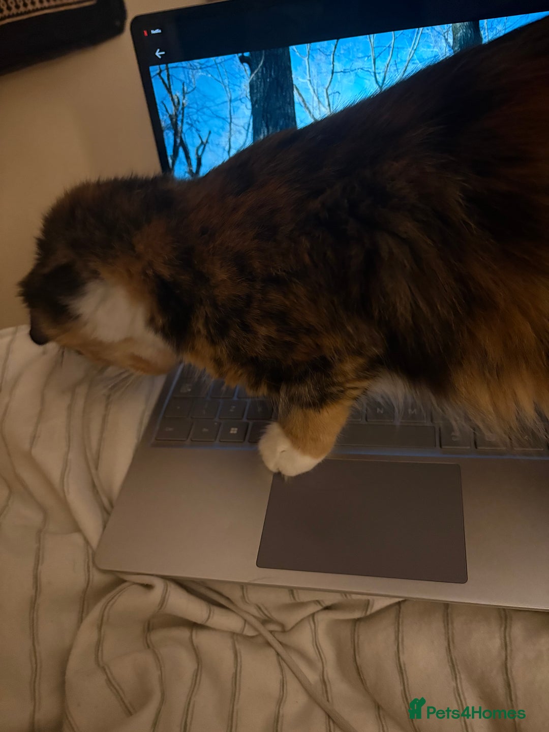 Domestic Shorthair cats for sale: Bonded sisters, please adopt together!  - Image 5