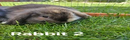 Mini Lop rabbits for sale: 🐰 Adorable Mini Lop Baby Rabbits Ready Soon 🐰 in Harwich - Advert 7