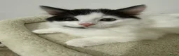 Mixed Breed cats for sale: Black and white long haired male kitten - Advert 9