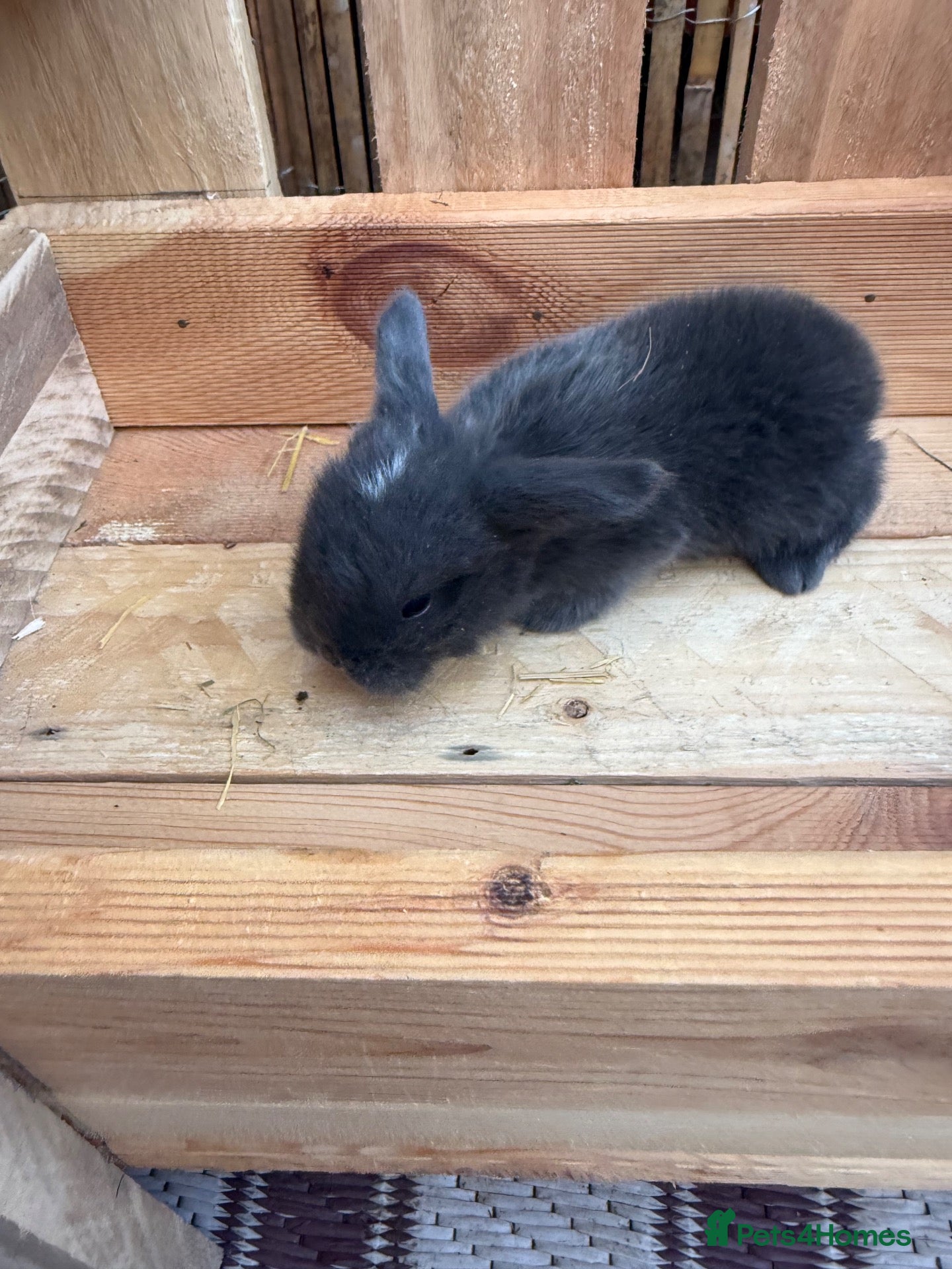 Mini Lop rabbits 6 Mini Lops - Waiting list open - Advert 1