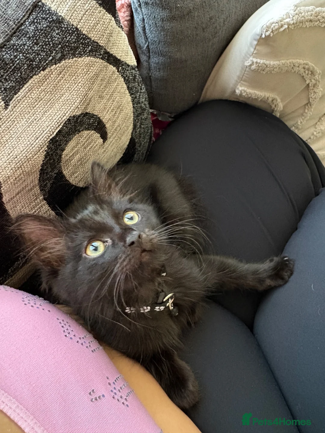 Mixed Breed cats for sale: Cute last fluffy male kitten left  - Advert 2