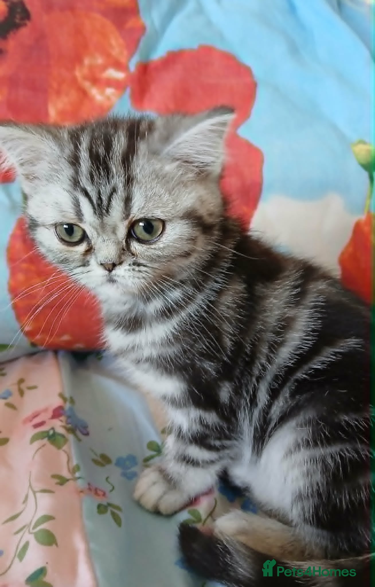 British Shorthair cats Bsh. Silver Classic Tabby.  - Advert 2