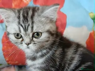 British Shorthair cats Bsh. Silver Classic Tabby. - Advert 2