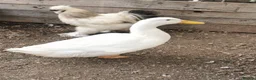 Ducks poultry for sale: Cherry valley  drake  - Advert 1