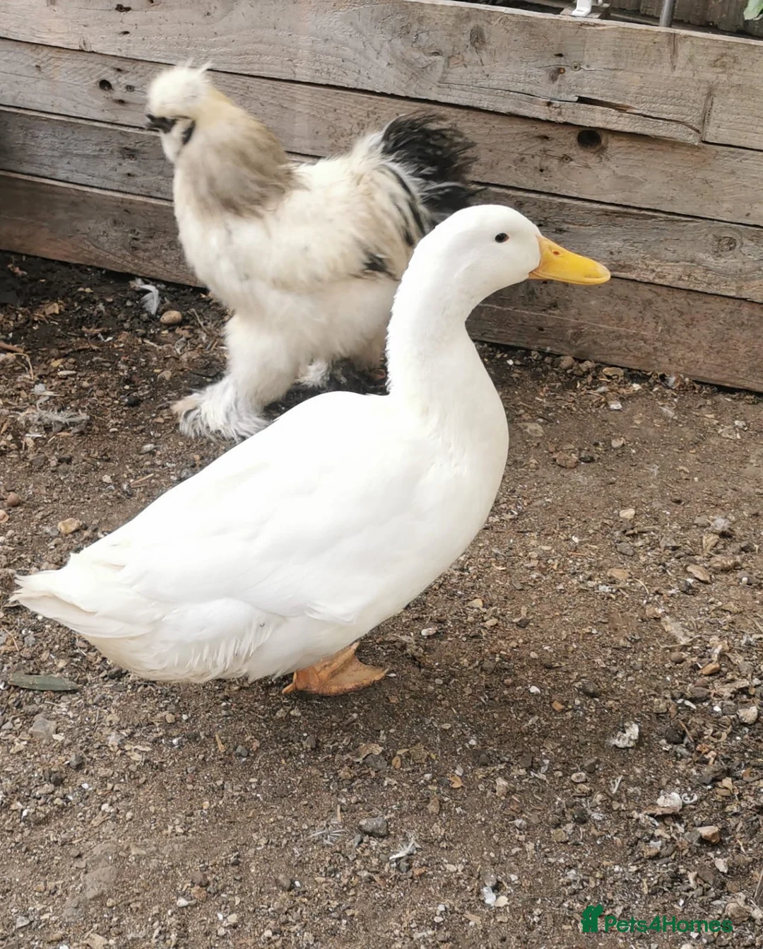 Ducks poultry for sale: Cherry valley  drake  - Advert 1