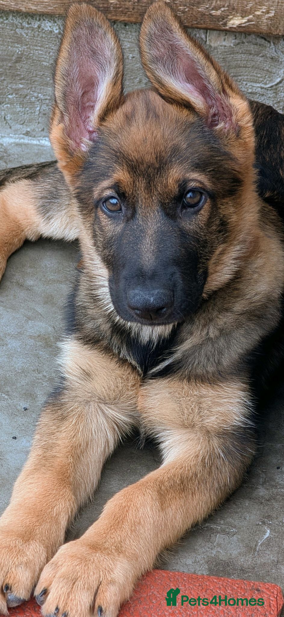 German Shepherd dogs K.C. reg GSD female - Advert 1