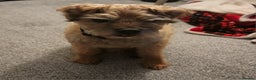 Border Terrier dogs for sale: Border Terrier - Advert 1
